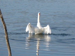 51 58 Cygne tuberculé