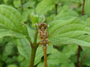 52 03 Anisoptères Libellulidés Sympetrum sanguineum (Sympétrum rouge sang) Mâle à l'émergence 110262