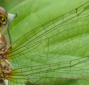 52 03 Anisoptères Libellulidés Sympetrum sanguineum détail