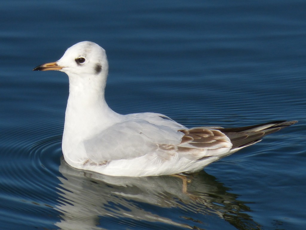 52 16 Mouette rieuse 1630071