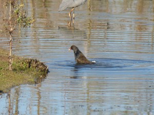 52 40 Poule d'eau 1630175