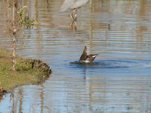 52 41 Poule d'eau 1630176