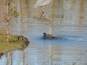 52 42 Poule d'eau 1630177