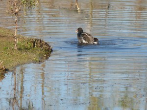 52 44 Poule d'eau 1630179