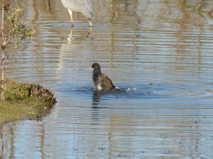 52 45 Poule d'eau 1630180