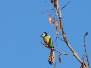 52 46 Mésange bleue 1630192