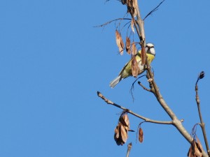 52 47 Mésange bleue 1630193