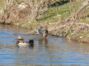 52 52 Canards colverts 1630220