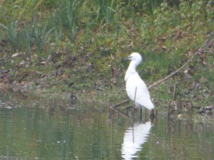 53 01 Aigrette garzette