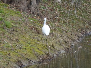 53 34 Aigrette garzette