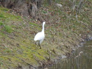 53 35 Aigrette garzette