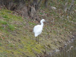 53 36 Aigrette garzette