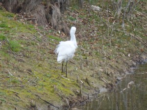 53 37 Aigrette garzette