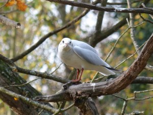 54 04 Mouette rieuse