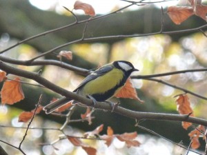 54 19 Mésange charbonnière