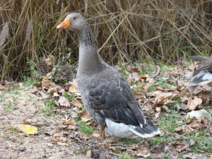 56 04 Oie cendrée