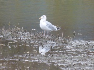 56 24 Goéland argenté