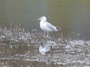 56 25 Goéland argenté