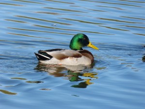 57 19 Canard colvert mâle