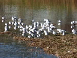 57 27 Mouettes rieuses