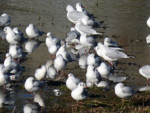 57 28 Mouettes rieuses