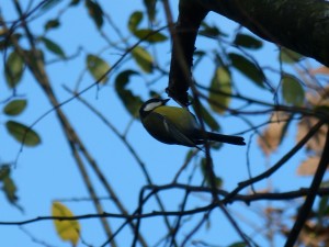 57 45 Mésange charbonnière