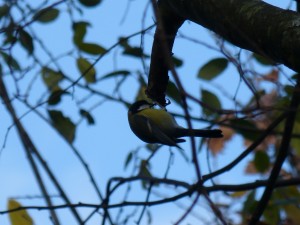 57 47 Mésange charbonnière