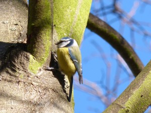 57 49 Mésange bleue