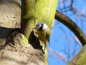 57 50 Mésange bleue