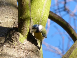 57 53 Mésange bleue