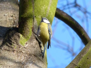 57 54 Mésange bleue