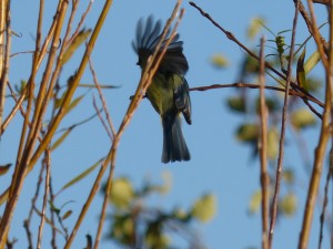 59 05 Mésange bleue