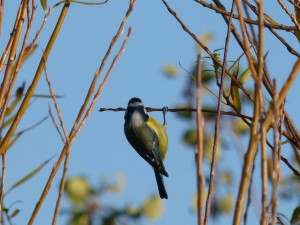 59 06 Mésange bleue