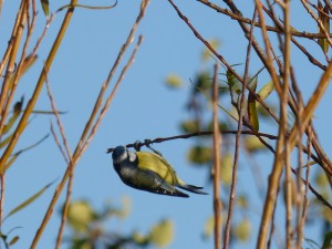 59 07 Mésange bleue