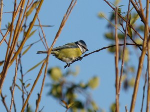 59 08 Mésange bleue