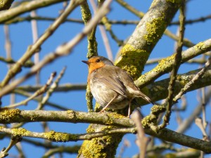 59 24 Rougegorge familier