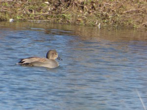 59 46 Canard chipeau mâle