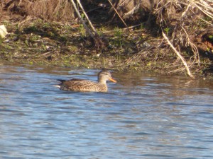 59 48 Canard chipeau femelle