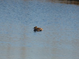 59 49 Canards chipeaux