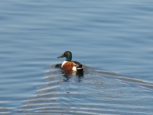 60 03 Canard souchet mâle