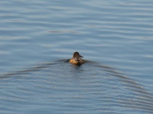 60 04 Canard souchet femelle