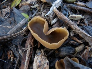 60 05 Un drôle de champignon