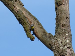 60 20 Mésange bleue