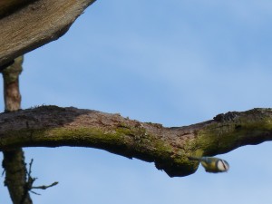 60 21 Mésange bleue