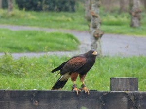 62 01 Un aigle