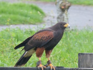 62 02 Un aigle