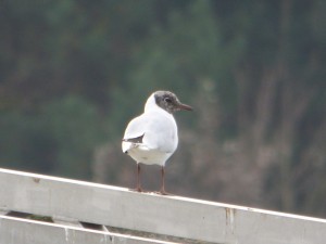 62 04 Mouette rieuse