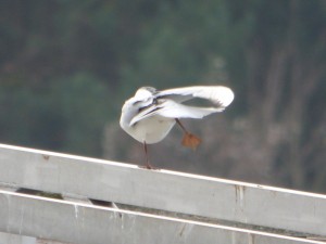 62 05 Mouette rieuse