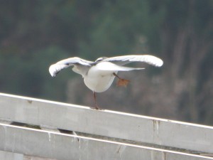 62 06 Mouette rieuse