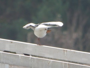 62 07 Mouette rieuse